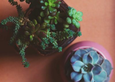 Indoor Plants 1