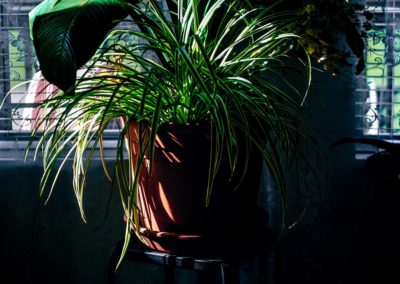 Indoor Plants 11