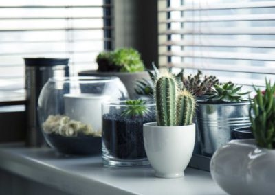 Indoor Plants 12