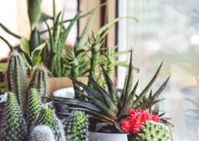 Indoor Plants 3