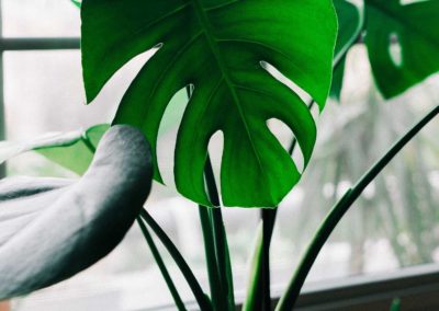 Indoor Plants 4
