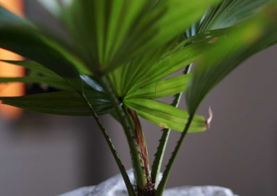 Indoor Plants 5