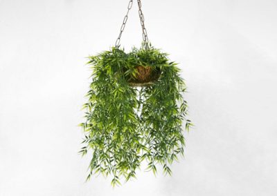 Indoor Plants 7