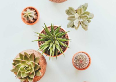 Indoor Plants 8