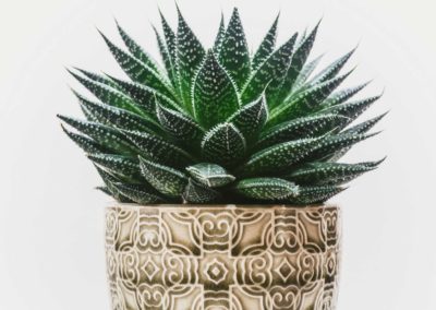 Indoor Plants 9